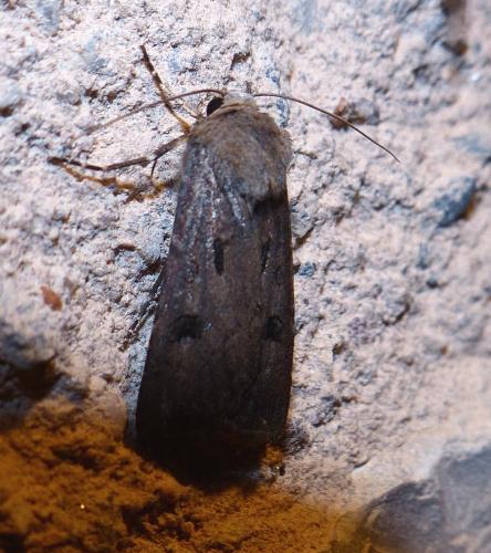 Réf. 211 895 : Agrotis exclamationis