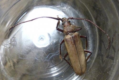 Réf. 211 589 : Aegosoma scabricorne