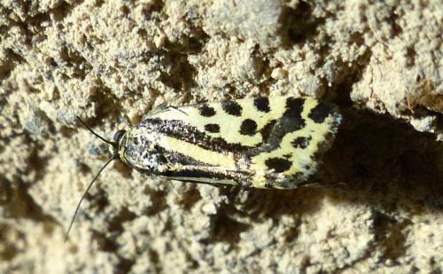 Réf. 211 676 : Acontia trabealis