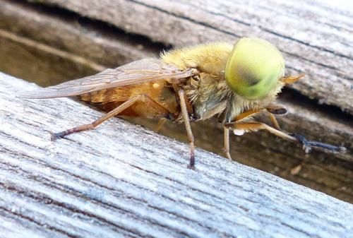 Atylotus fulvus