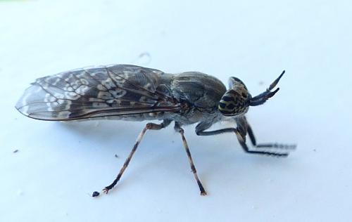 Haematopota sp.