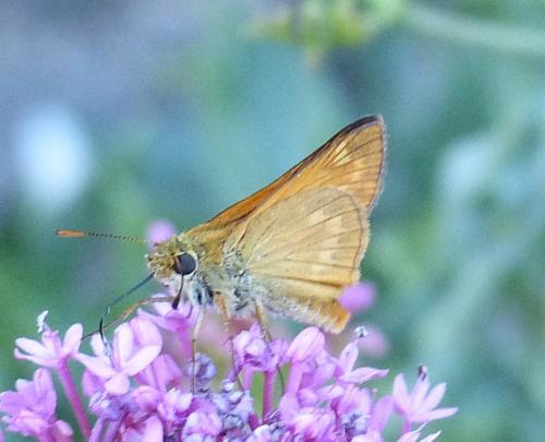 Ochlodes sylvanus