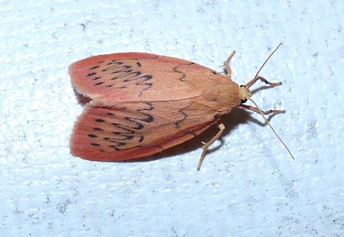 Réf. 211 748 : Miltochrista miniata