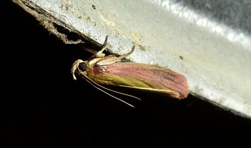 Réf. 211 828 : Oncocera semirubella