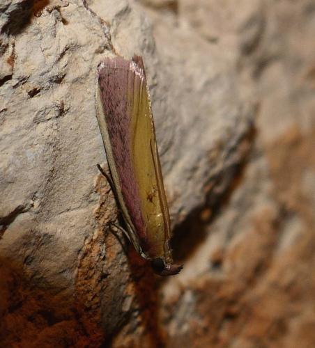 Oncocera semirubella