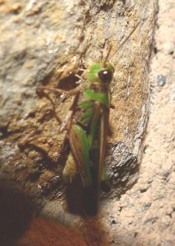 Aiolopus thalassinus thalassinus