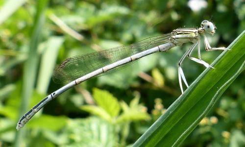 Platycnemis latipes