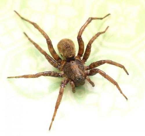 Arctosa leopardus