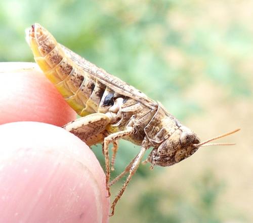 Chorthippus sp.