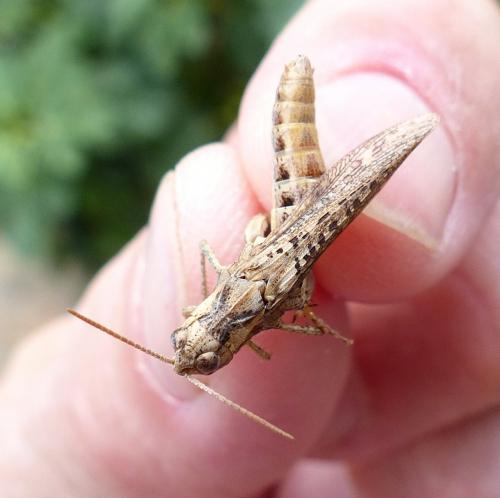 Chorthippus sp.