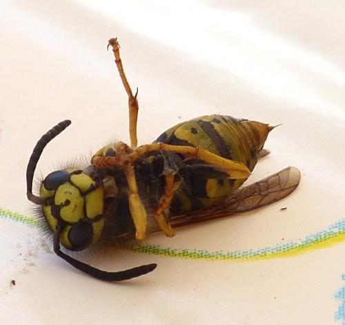 Vespula germanica