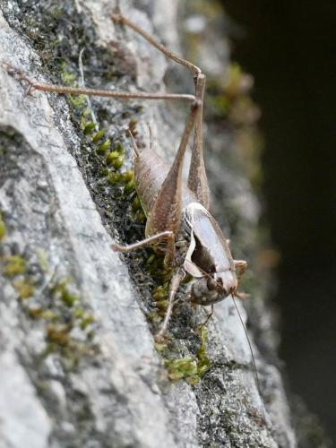 Réf. 211 290 : Pholidoptera femorata