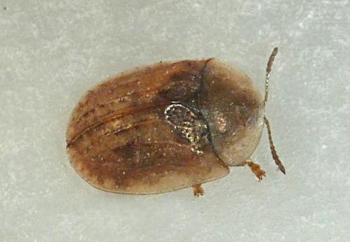 Réf. 211 171 : Hypocassida subferruginea
