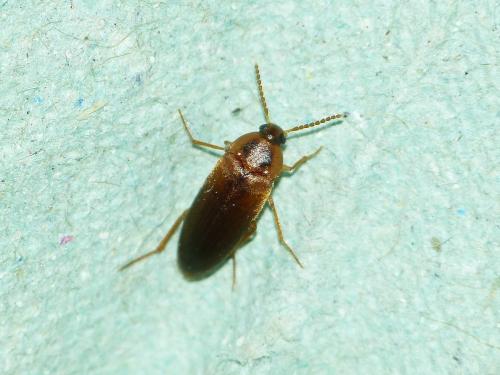 Hallomenus binotatus
