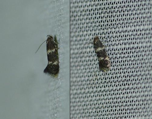 Elachista sp.