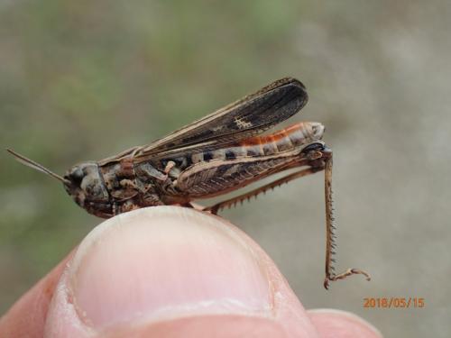 Réf. 211 161 : Omocestus raymondi raymondi
