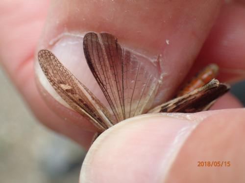 Réf. 211 162 : Omocestus raymondi raymondi