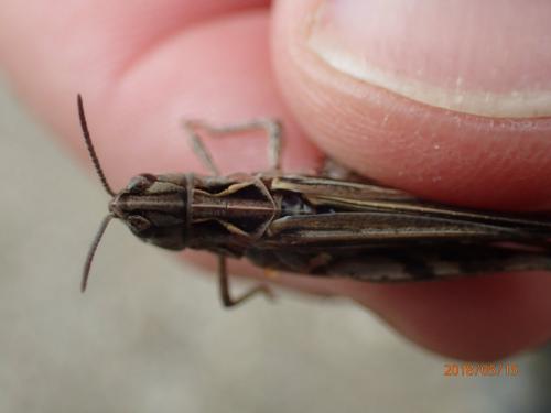Réf. 211 163 : Omocestus raymondi raymondi