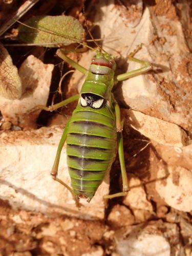 Ephippiger discoidalis