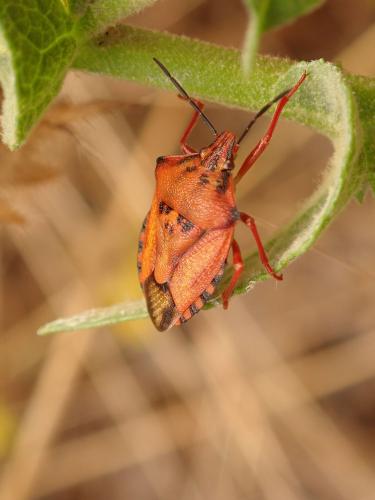 Carpocoris mediterraneus mediterraneus