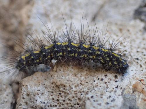 Réf. 211 181 : Setina ramosa