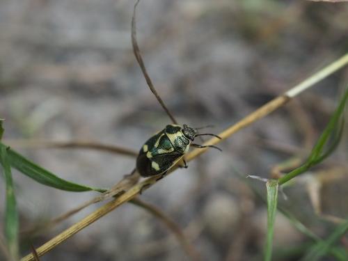 Eurydema oleracea