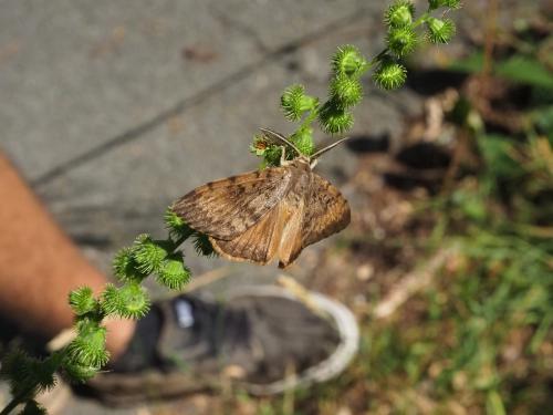 Lymantria dispar