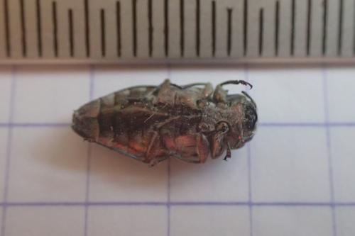Chrysobothris solieri