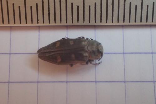 Chrysobothris solieri
