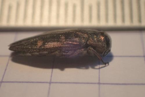 Chrysobothris solieri