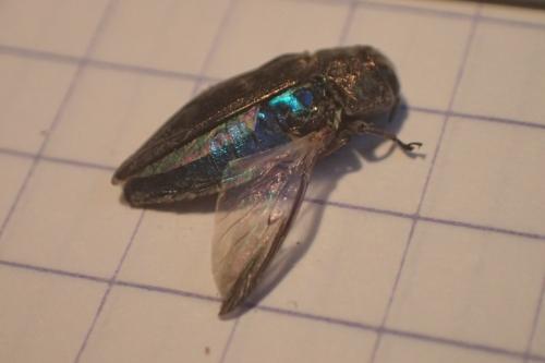 Chrysobothris solieri