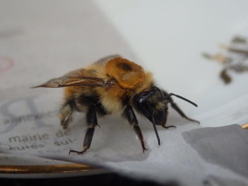 Bombus sp.