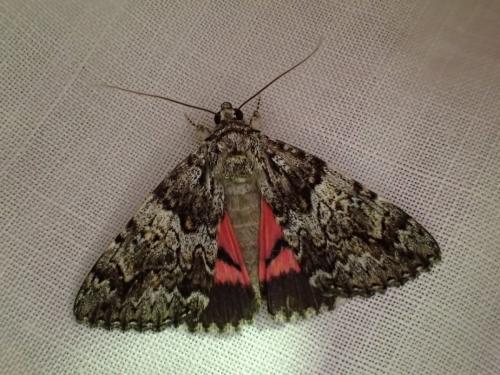Catocala promissa