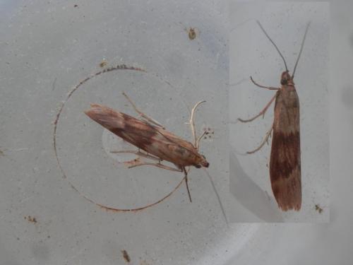 Homoeosoma sinuella