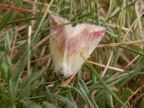 Eublemma purpurina