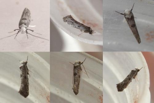 Paraswammerdamia albicapitella