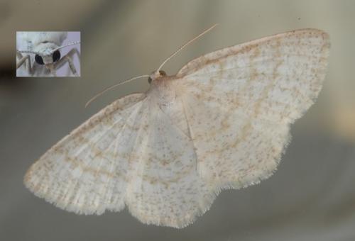 Réf. 211 802 : Cabera exanthemata