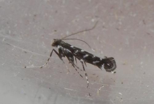 Réf. 211 703 : Parectopa ononidis