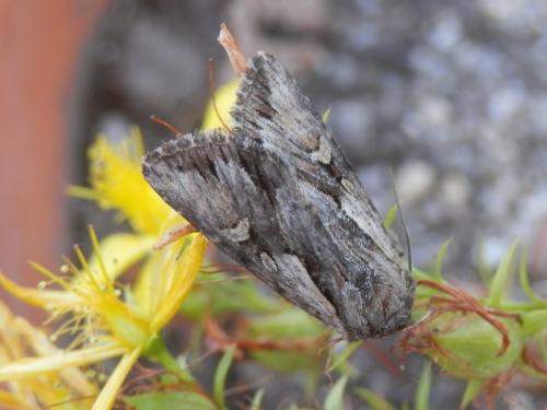 Chloantha hyperici