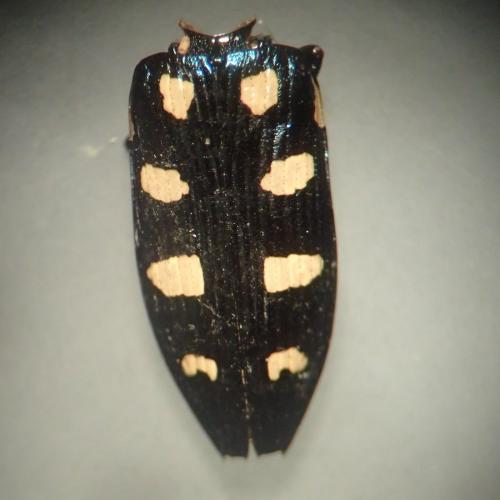 Réf. 211 961 : Buprestis octoguttata