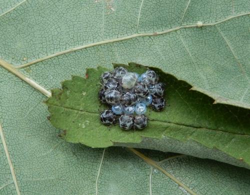 Réf. 211 740 : Pentatoma rufipes