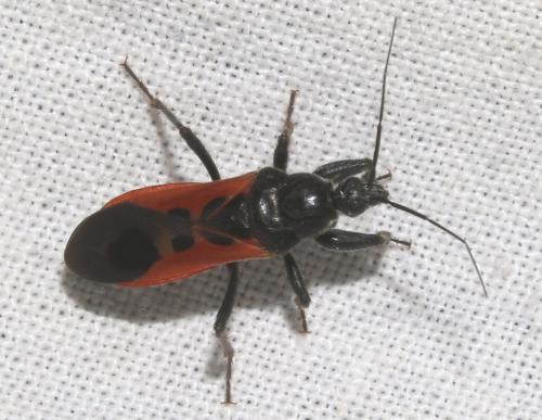 Peirates hybridus
