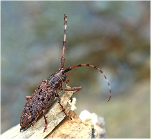 Réf. 211 708 : Pharsalia subgemmata