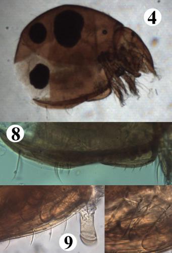 Mesotritia nuda