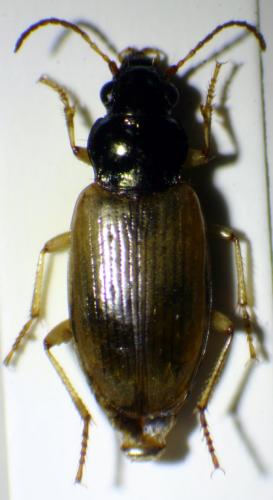 Réf. 211 808 : Pogonus luridipennis