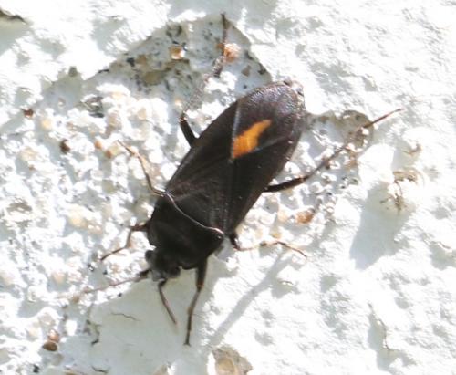 Aphanus rolandri