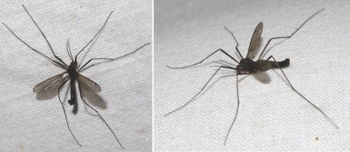 Réf. 211 168 : Nigrotipula nigra