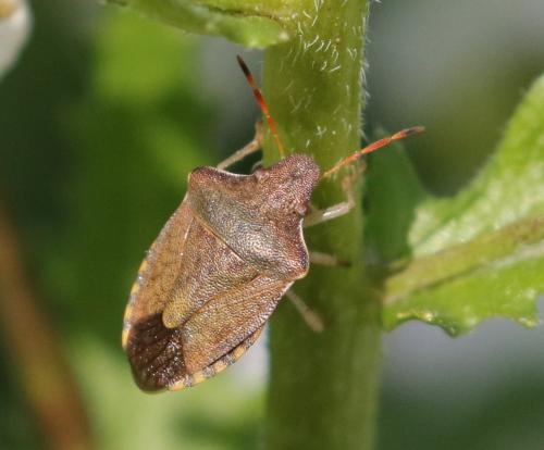 Réf. 211 931 : Peribalus strictus strictus