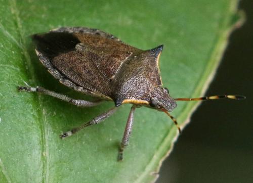 Picromerus nigridens