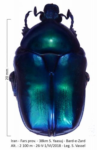 Eupotosia affinis falsafii